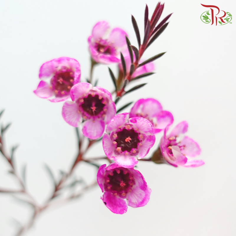 Wax Flower - Fuschia Pink (Per Bunch)