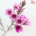 Wax Flower - Fuschia Pink (Per Bunch)