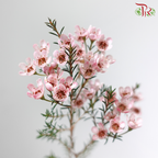 Wax Flower - Soft Pink (Per Bunch)