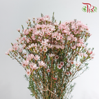 Wax Flower - Soft Pink (Per Bunch)