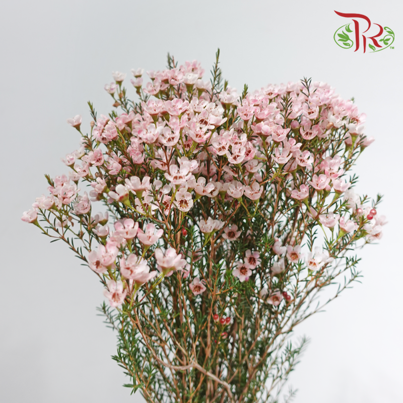 Wax Flower - Soft Pink (Per Bunch)
