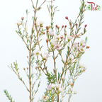 Wax Flower - White Maya (5 Stems)