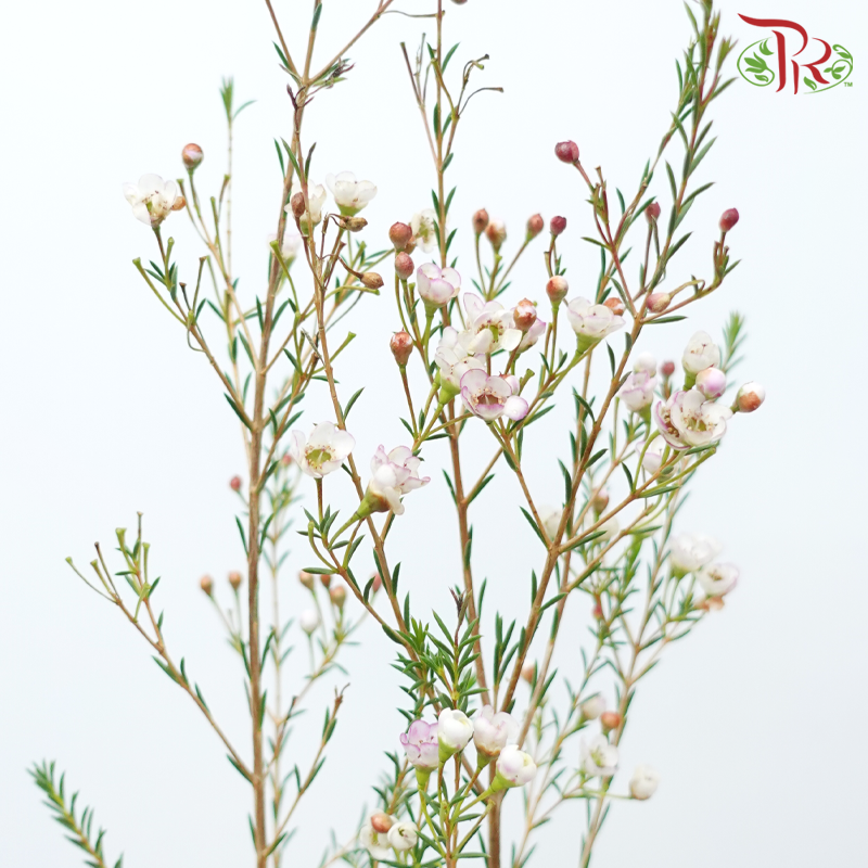 Wax Flower - White Maya (5 Stems)