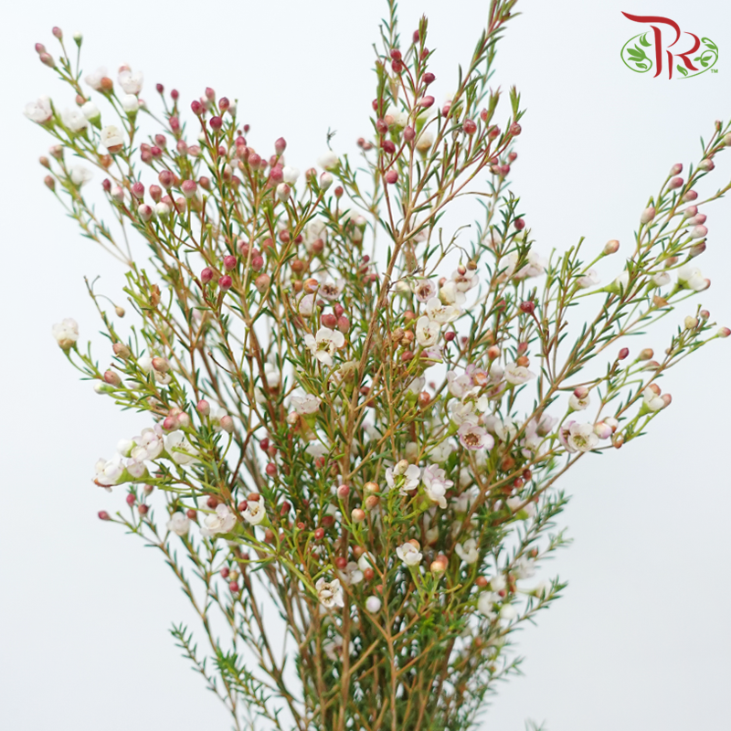 Wax Flower - White Maya (5 Stems)