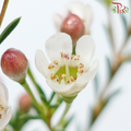 Wax Flower - White Maya (5 Stems)