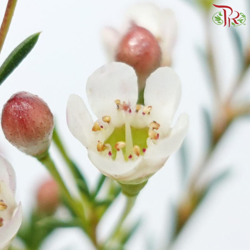 Wax Flower - White Maya (5 Stems)