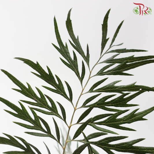 Wedge Fern Leaf (Grevillea Leaf) (Per Bunch)