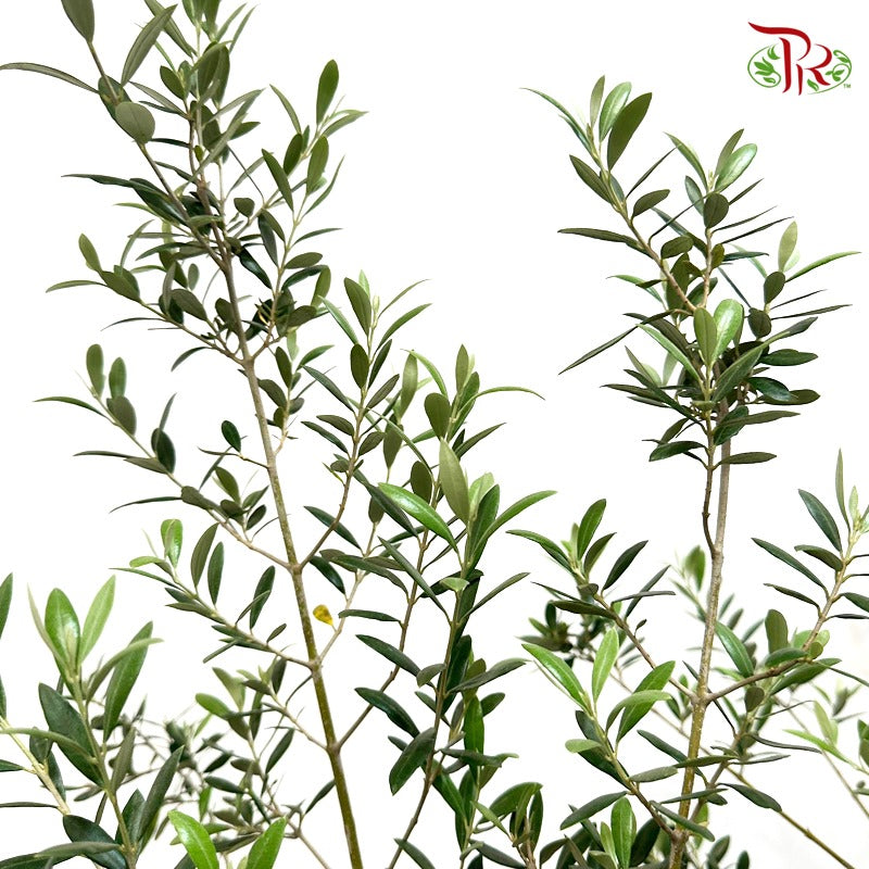 Olive Tree (3FT-5FT)《橄榄树》