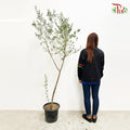 Olive Tree (3FT-5FT)《橄榄树》
