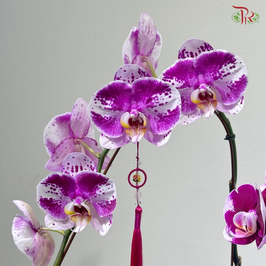 【CNY 2026】Spring Everywhere 《春满人间》(Random Choose Orchid Color)
