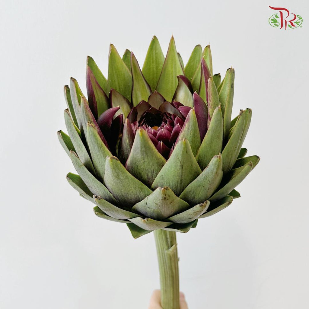 Artichoke / Cynara (Per Stem)
