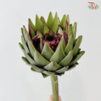 Artichoke / Cynara (Per Stem)