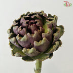 Artichoke / Cynara (Per Stem)