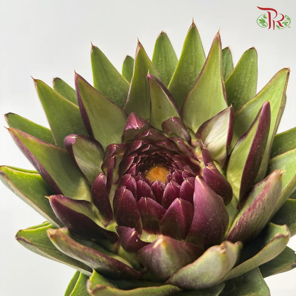 Artichoke / Cynara (Per Stem)