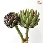 Artichoke / Cynara (Per Stem)