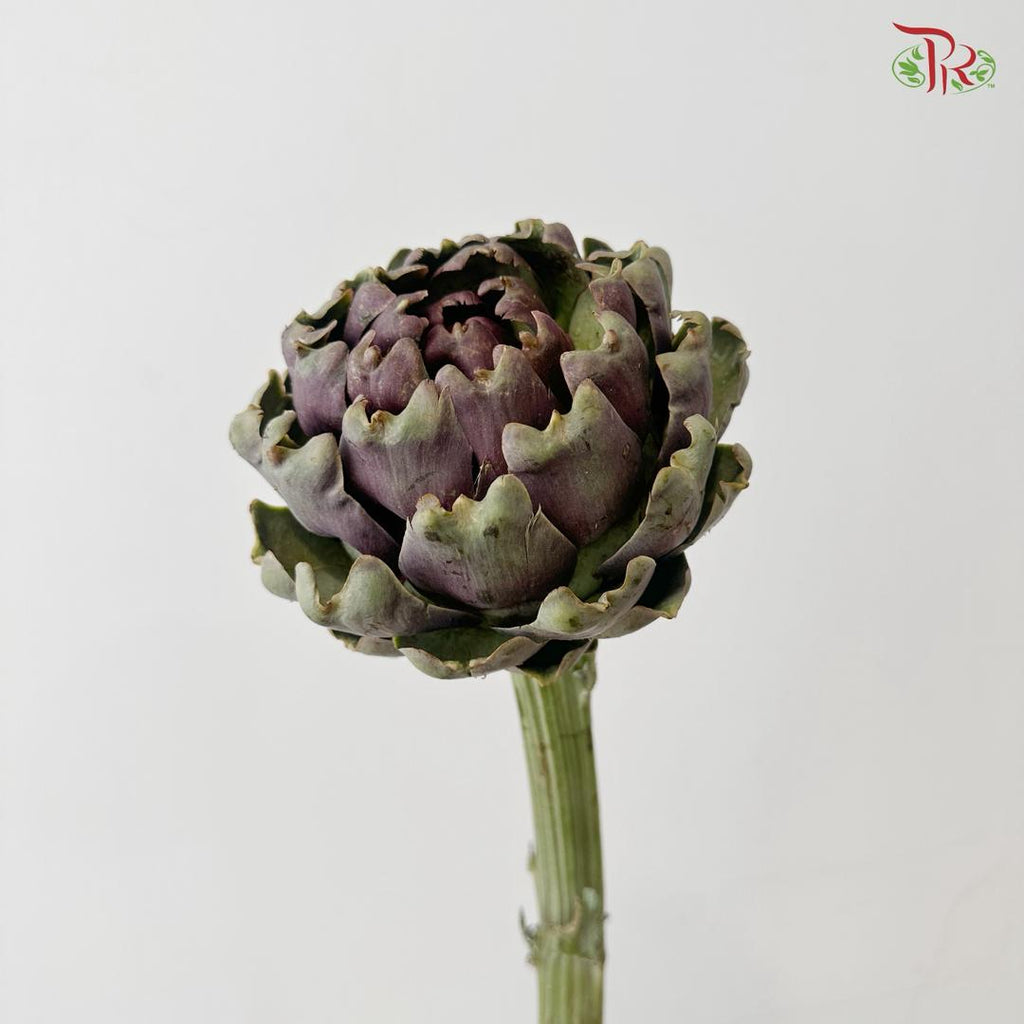 Artichoke / Cynara (Per Stem)