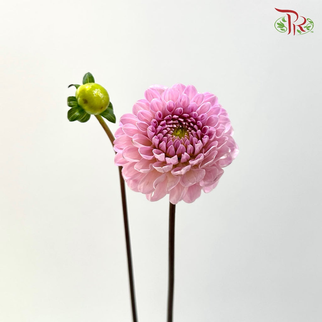 Dahlia - Purplish Pink (Per Bunch)