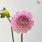 Dahlia - Purplish Pink (Per Bunch)
