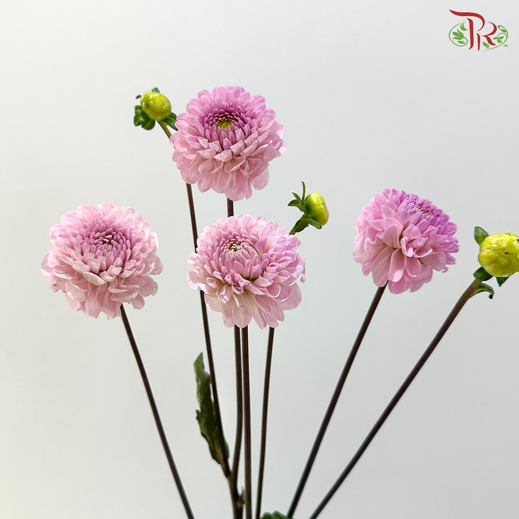 Dahlia - Purplish Pink (Per Bunch)