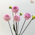 Dahlia - Purplish Pink (Per Bunch)