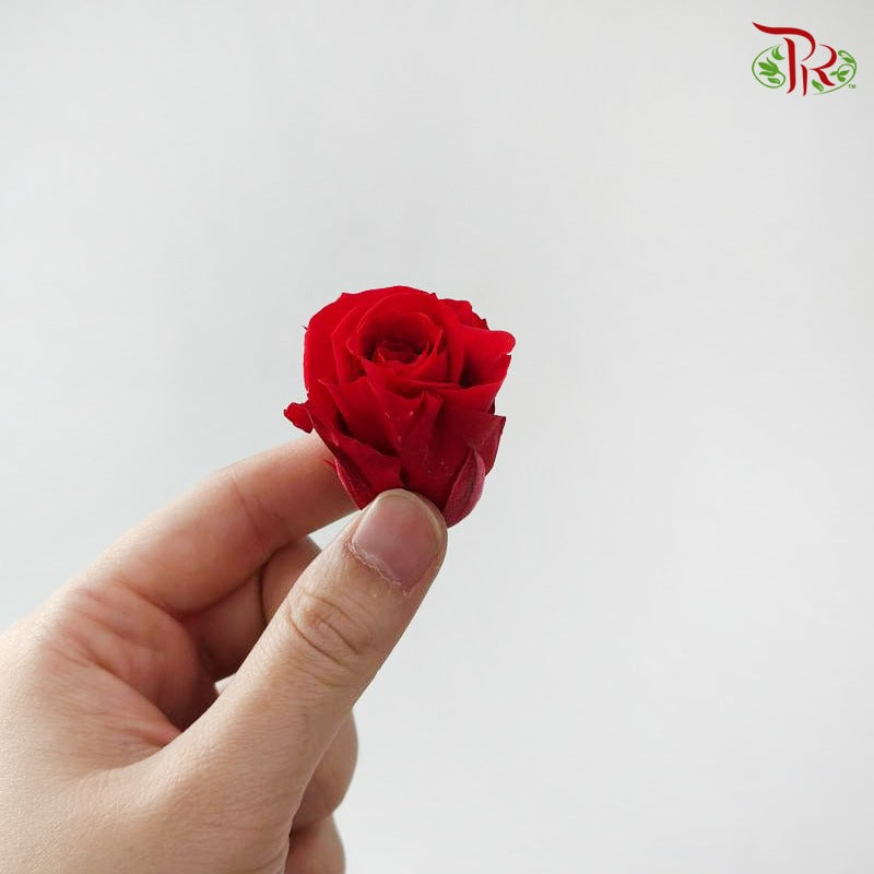Preserved Roses - Red ( 21 Blooms )