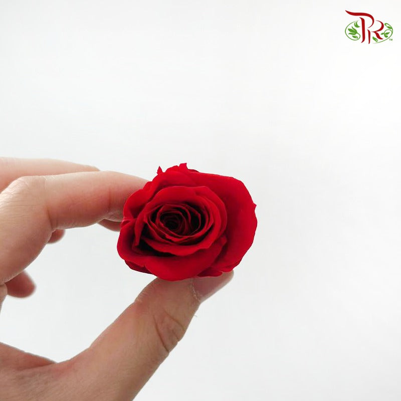 Preserved Roses - Red ( 21 Blooms )