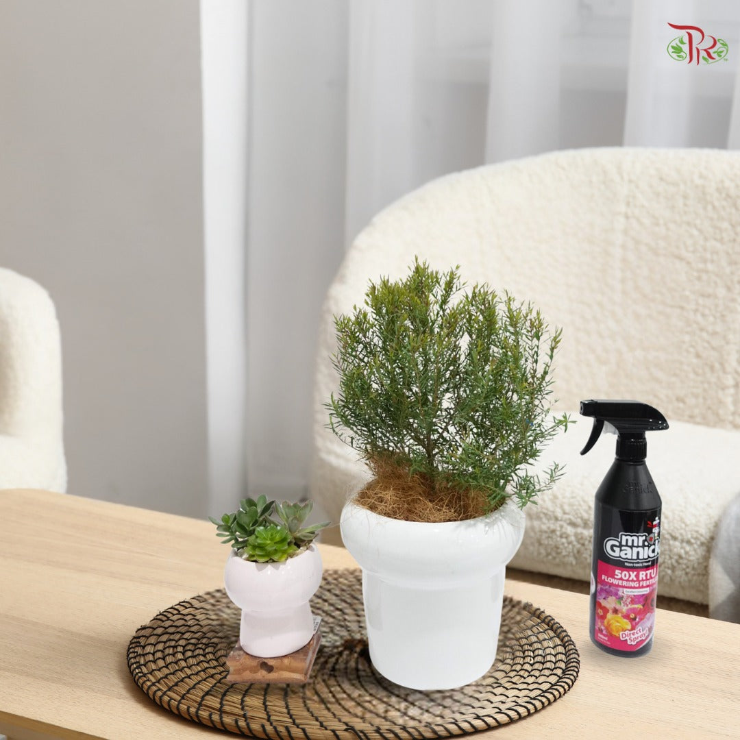 Leptospermum Melaleuca P150《茶树》
