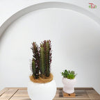 Euphorbia Trigona P120《龙骨柱》