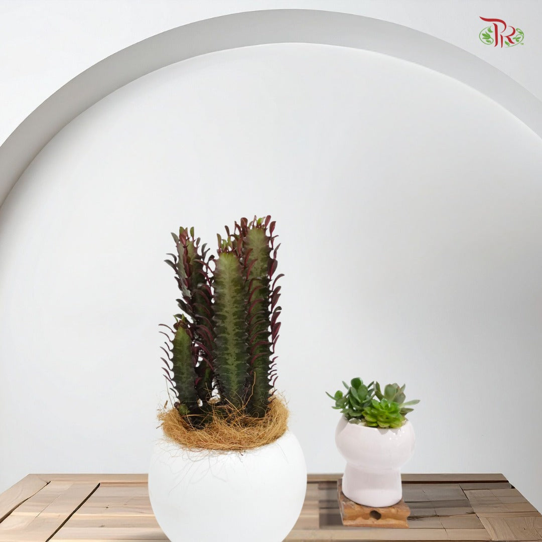 Euphorbia Trigona P120《龙骨柱》