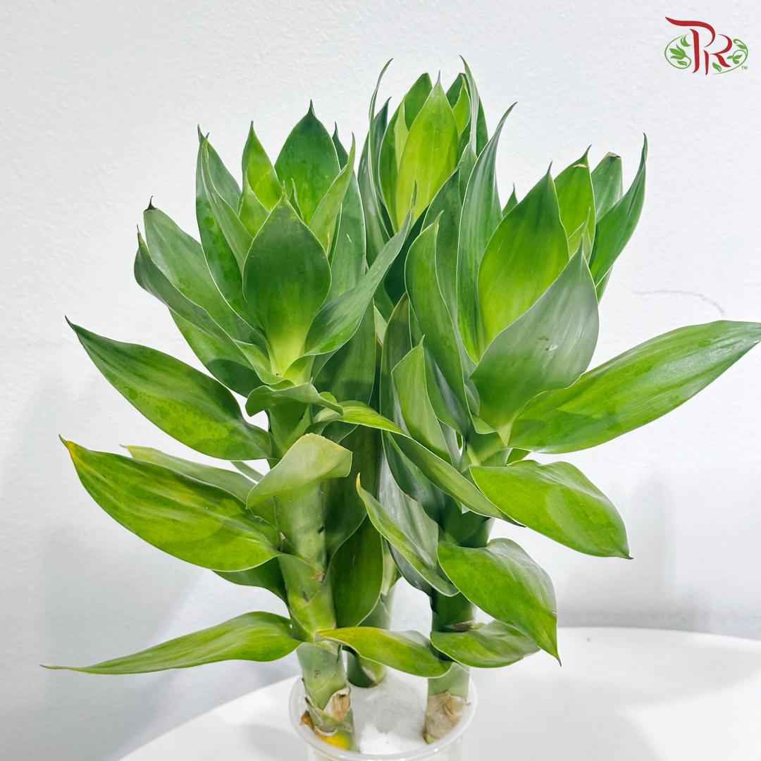 3 in 1 Lotus Bamboo In Water Cup