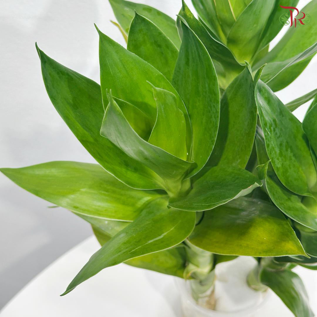 3 in 1 Lotus Bamboo In Water Cup