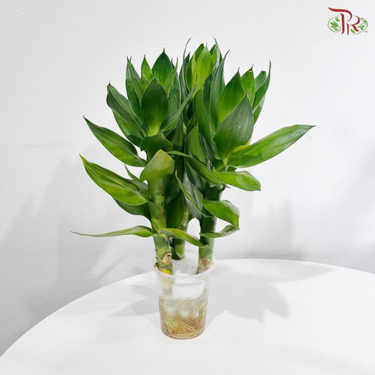 3 in 1 Lotus Bamboo In Water Cup