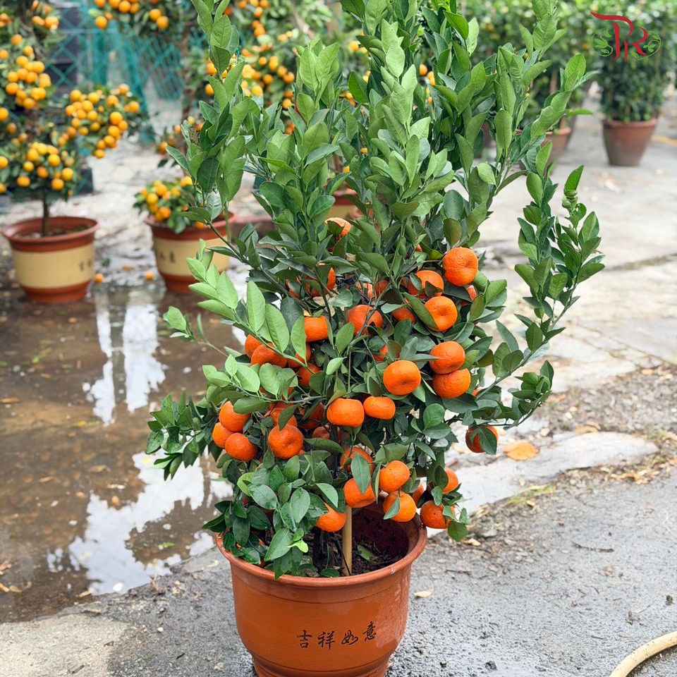 Orange Tree (Zhu Sha) 朱砂桔子树