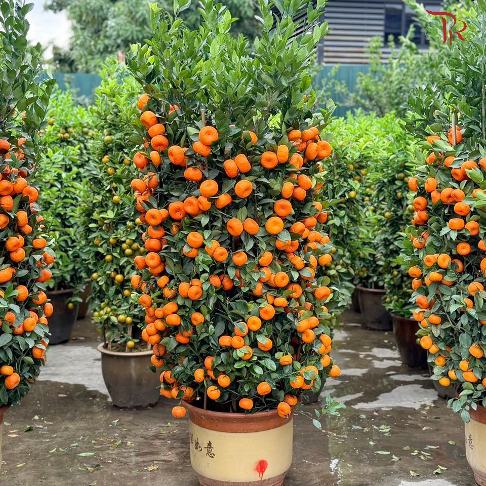 Orange Tree (Zhu Sha) 朱砂桔子树