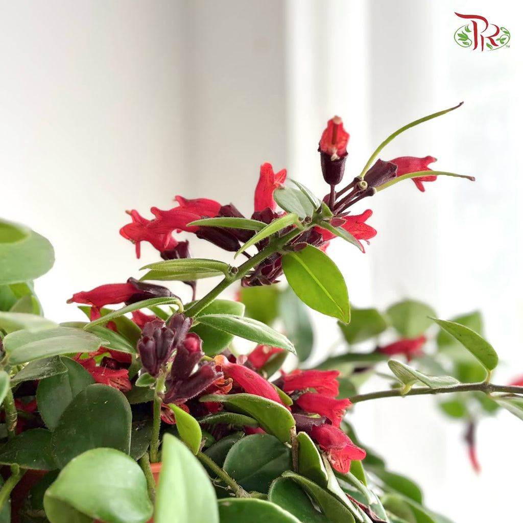 Aeschynanthus Monalisa (Lipstick Plant) P150《毛萼口红花》