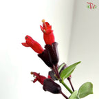 Aeschynanthus Monalisa (Lipstick Plant) P150《毛萼口红花》