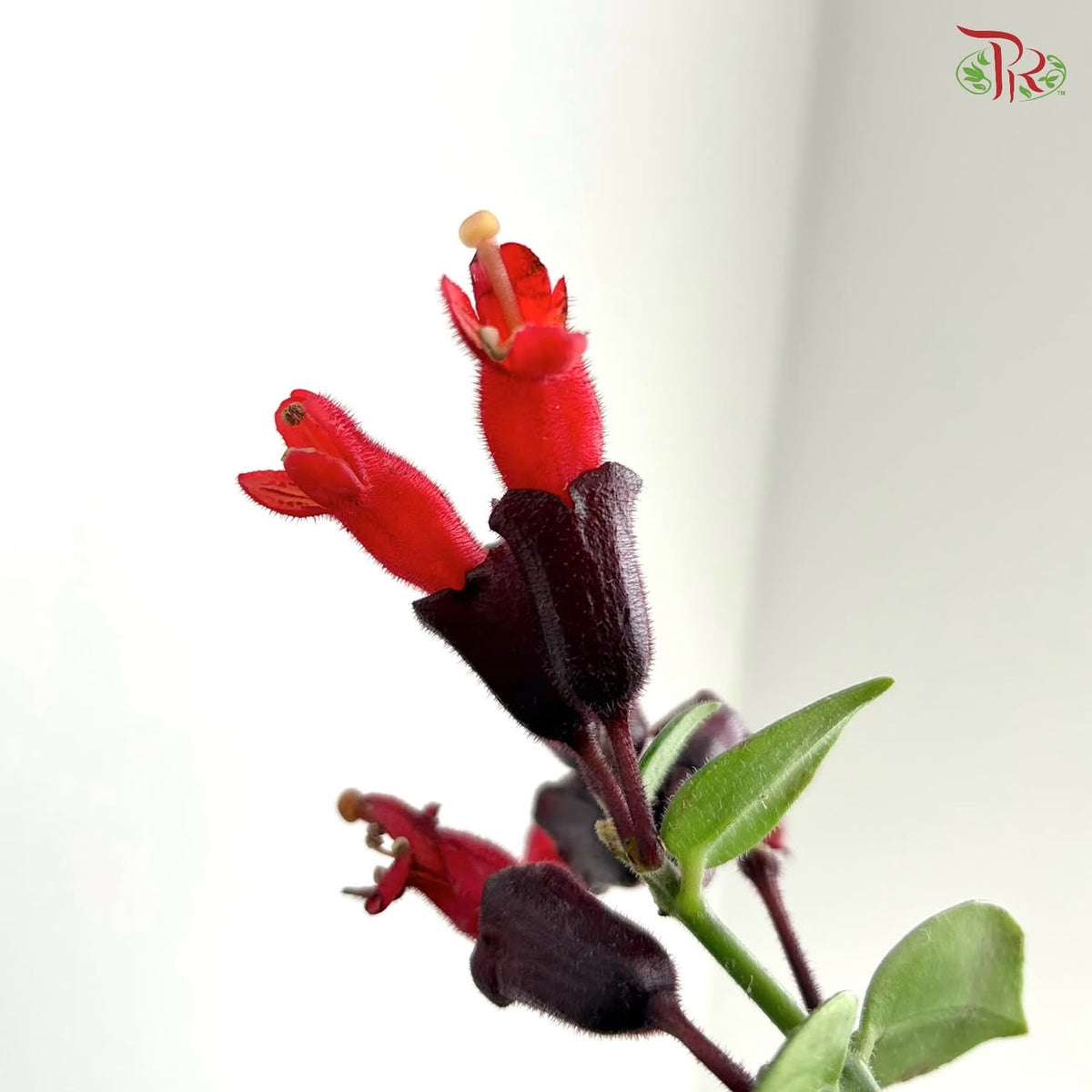 Aeschynanthus Monalisa (Lipstick Plant) P150《毛萼口红花》