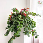 Aeschynanthus Monalisa (Lipstick Plant) P150《毛萼口红花》