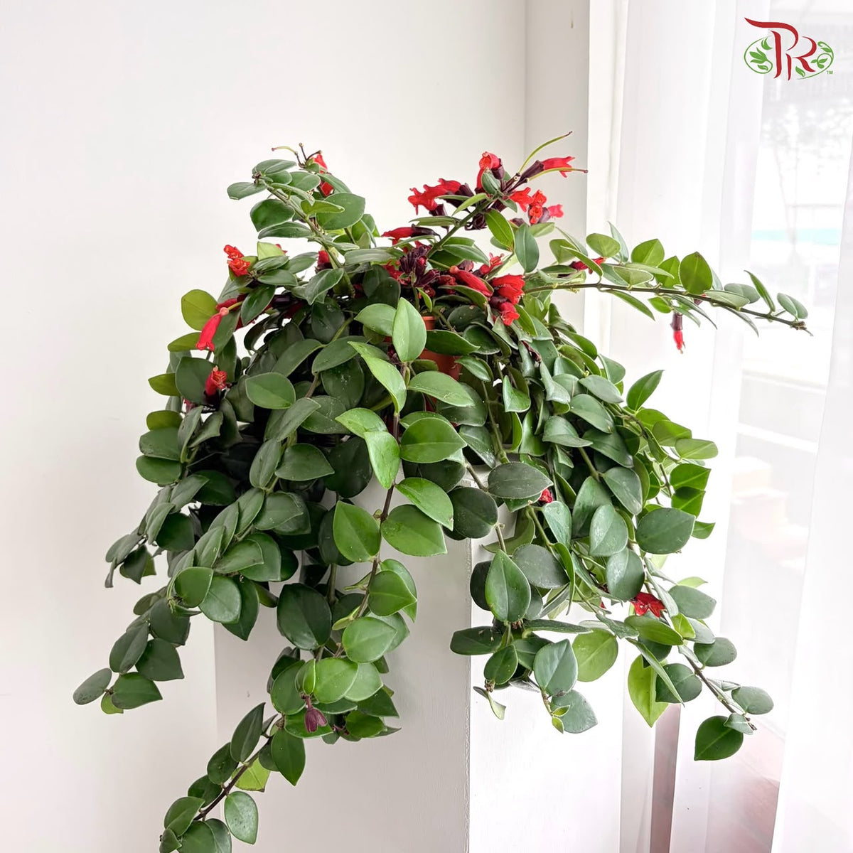 Aeschynanthus Monalisa (Lipstick Plant) P150《毛萼口红花》