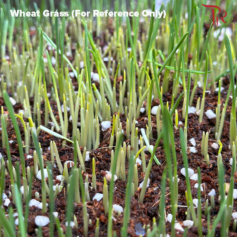 Wheatgrass Seeds《小麦草种子》(50 Gram)