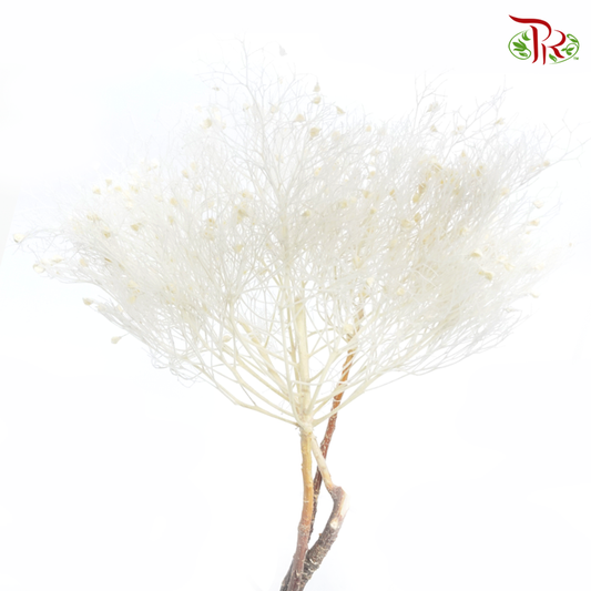 Dry Day Dream Grass - White (Per Bunch) - Pudu Ria Florist