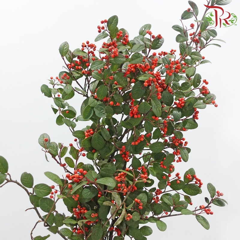 Wild Ilex - Red 《山货冬青果》(Per Bunch)