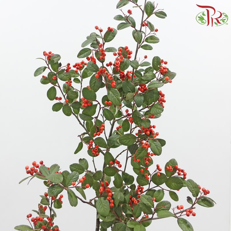 Wild Ilex - Red 《山货冬青果》(Per Bunch)