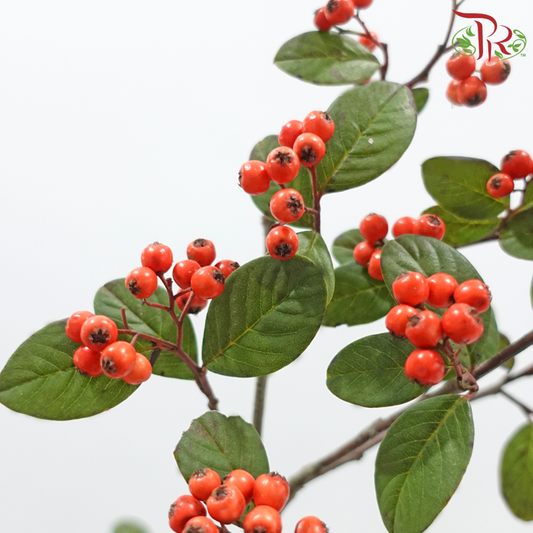 Wild Ilex - Red 《山货冬青果》(Per Bunch)