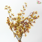 Dancing Lady Oncidium Wildcats (Half Bunch)