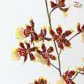 Dancing Lady Oncidium Wildcats (Half Bunch)