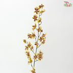 Dancing Lady Oncidium Wildcats (Half Bunch)