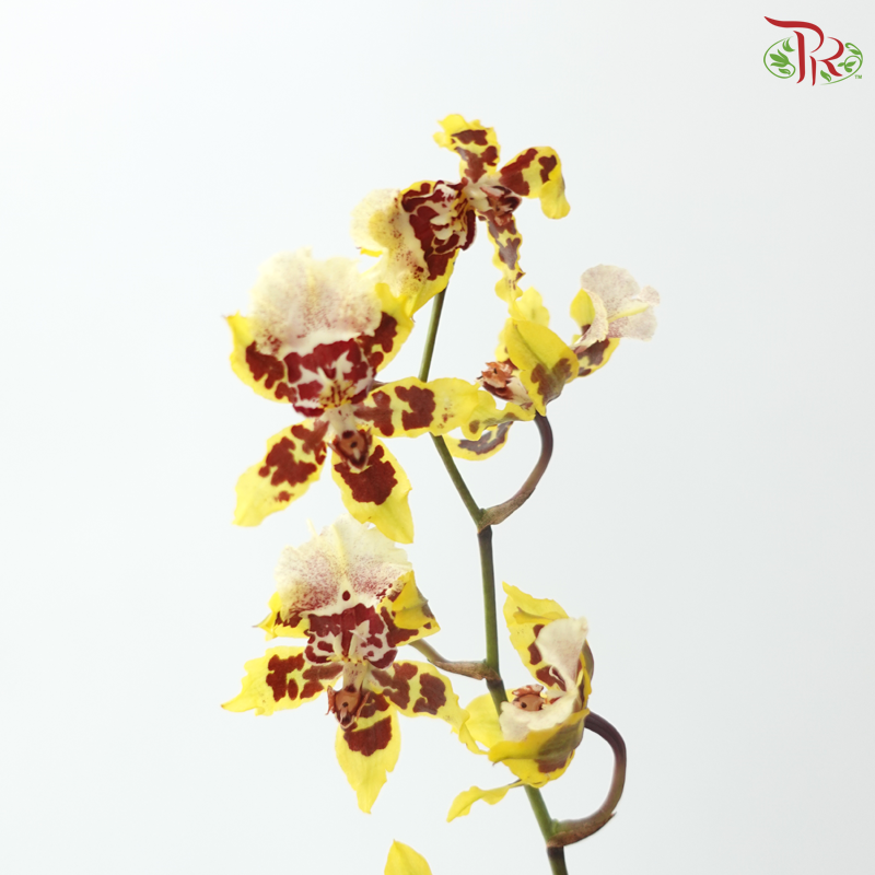 Dancing Lady Oncidium Wildcats (Half Bunch)