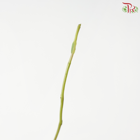 Willow Large (5 Stems)