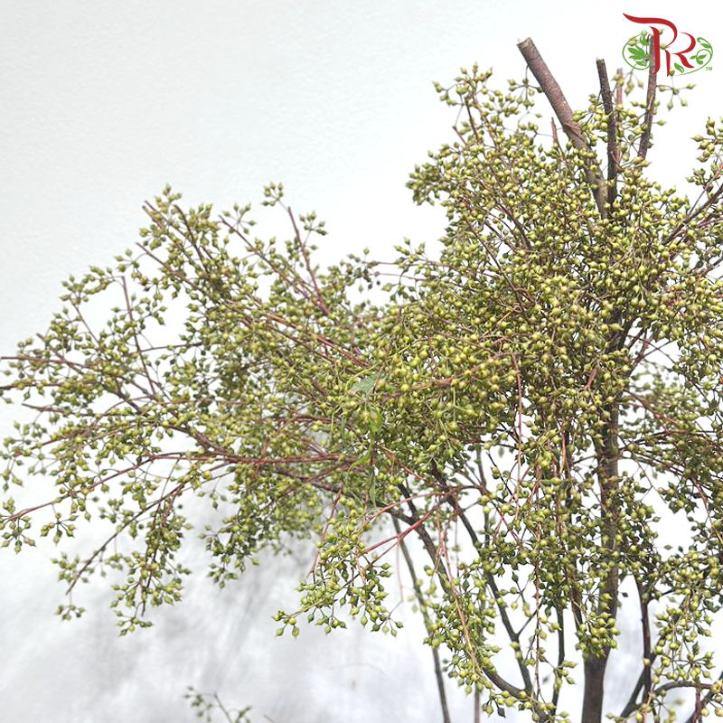 Wolly Ball Branch (Per Stem) (With Size Options)